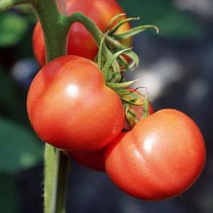 Remedy for Bugs Eating Tomato Plants