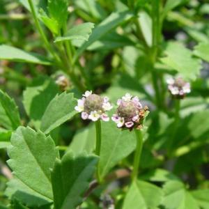 Lippia lanceolata