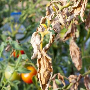 Fusarium Wilt of Tomatoes