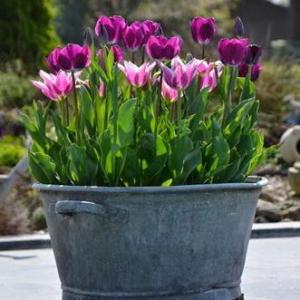 Cómo plantar tulipanes en maceta