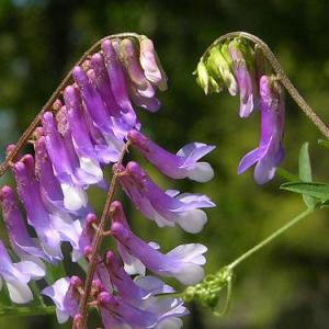 Vicia dasycarpa