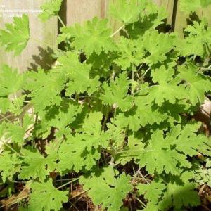 Citronella Plant: Growing And Caring For Mosquito Plants