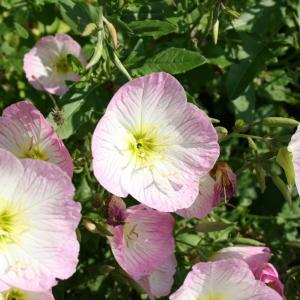 Oenothera speciosa