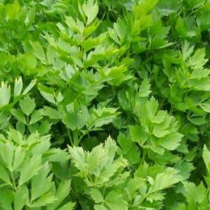 Lovage Plants In The Garden – Tips On Growing Lovage