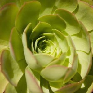 How to Care for Succulent Plants in the Winter