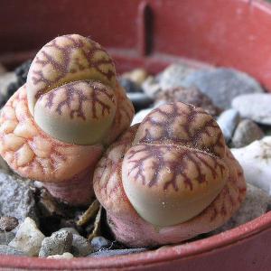 How to Grow and Care for Lithops