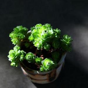 Learn How to Grow and Care for Succulents(1/2)
