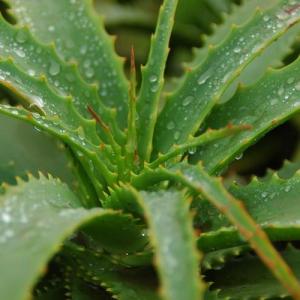 Propiedades medicinales y usos del Aloe Vera o Sábila