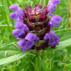 Controlling Prunella Weeds: How To Get Rid Of Self Heal
