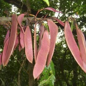 Ceylon Cinnamon Care: How To Grow A True Cinnamon Tree