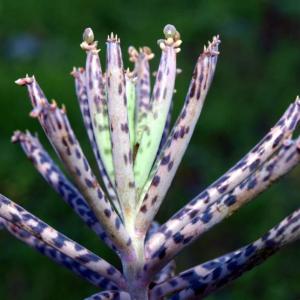 Kalanchoe delagoensis – Chandelier Plant