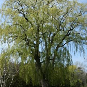 Willow Tree Growing: Learn How To Grow A Willow Tree