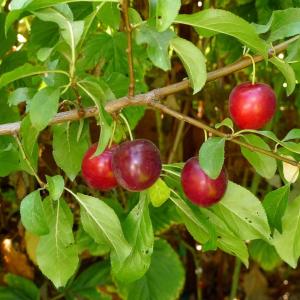 Cherry Plum Information – What Is A Cherry Plum Tree