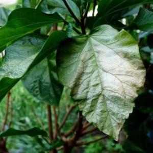 Plant Leaves Turning White Or Pale: Learn About Plant Sunburn Damage