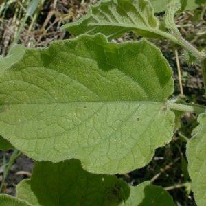 Physalis heterophylla