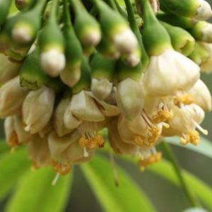 危地马拉国花--爪哇木棉