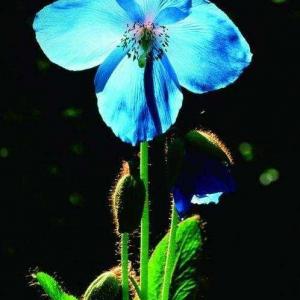 不丹国花--蓝花绿绒蒿