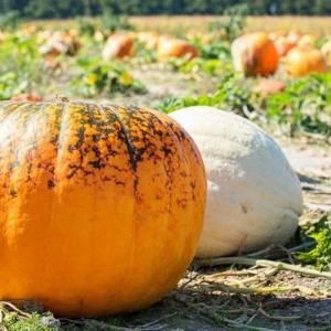 How Long Does it Take to Grow Pumpkins From Seeds?