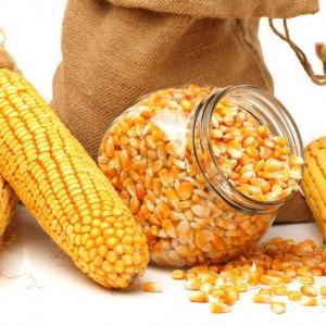 Planting and Growing Corn in Containers