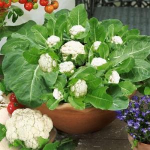 Cultivar coliflores en maceta