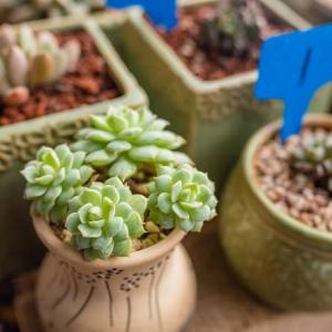 Learn How to Grow and Care for Succulents(2/2)
