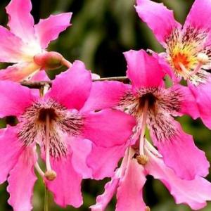 About Floss Silk Trees: Tips For Planting A Silk Floss Tree