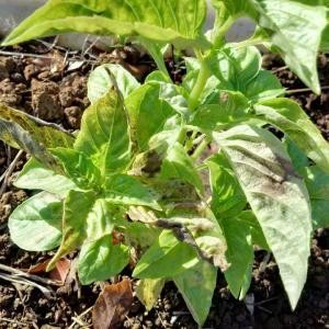 What To Do After You Have Basil Downy Mildew