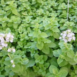 Marjoram Companion Plants – What To Plant With Marjoram Herbs