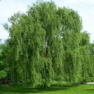 Weeping Willow Care: Tips On Planting Weeping Willow Trees