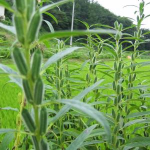 What Are Benne Seeds: Learn About Benne Seeds For Planting