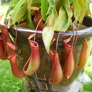 Nepenthes Pitcher Plants: Treating A Pitcher Plant With Red Leaves