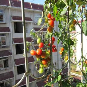 阳台西红柿的种植方法