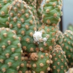 Mealybugs on a Cactus