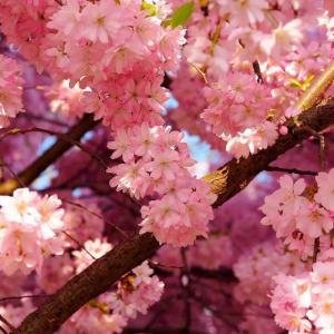 樱花花语知多少？