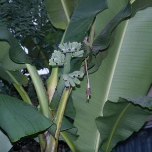 芭蕉叶斑病多发于夏秋高温且闷热的季节