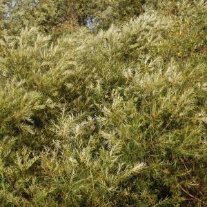 White Willow Care: Learn How To Grow A White Willow