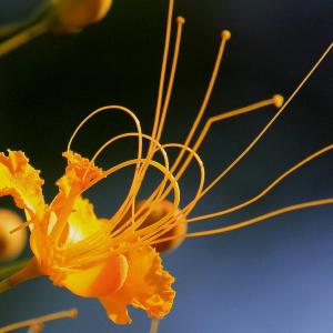 金凤花的繁殖方式和栽培技术