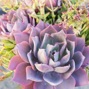 10 Tips for Healthy Succulents