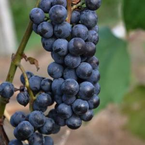 DIY Hydroponic Grapes
