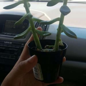 Does anyone know what type of succulent this is? Thank you!! :)