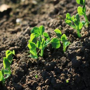 6 Great Ways To Get Super Soil For Garden