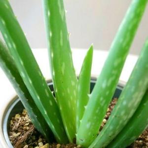 10 Aloe Vera Myths