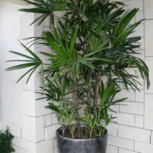 Fan Palm Houseplant: How To Grow Fan Palm Trees Indoors