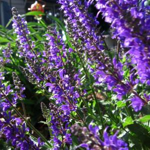Catmint Herb: How To Grow Catmint