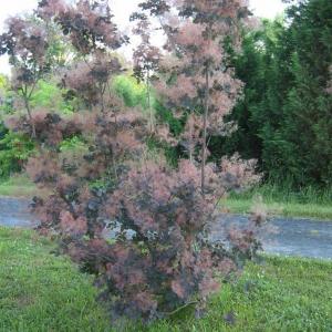 Smoke Tree In Pots: Tips For Growing Smoke Trees In Containers