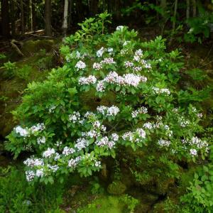 Kalmia latifolia – Mountain Laurel