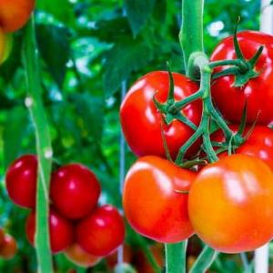 8 formas de mejorar el suelo para los tomates