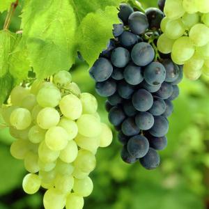 Vitis vinifera – Common Grape Vine