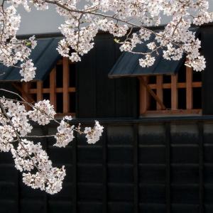 桜は剪定しても大丈夫！？弘前公園「桜の剪定枝配布イベント」のお知らせ