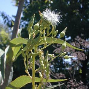 Wild Lettuce